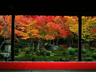 Red carpet on the outside veranda harmonizes with the burning-red maple leaves in the garden