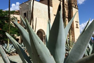 <p>Agave in Oaxaca, Mexico</p>