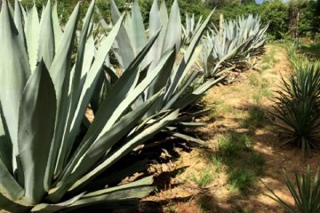 <p>Agave lined up in rows for harvesting</p>