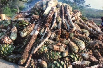 <p>Agave, leaves cut ready for preparation</p>