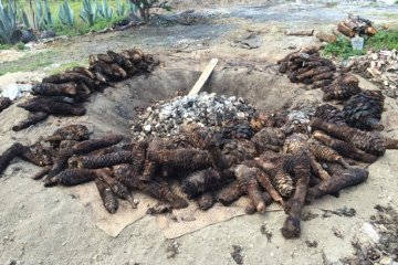 <p>Earthen pit where the agave is first cooked, the longer the cook the more smoky the flavor</p>