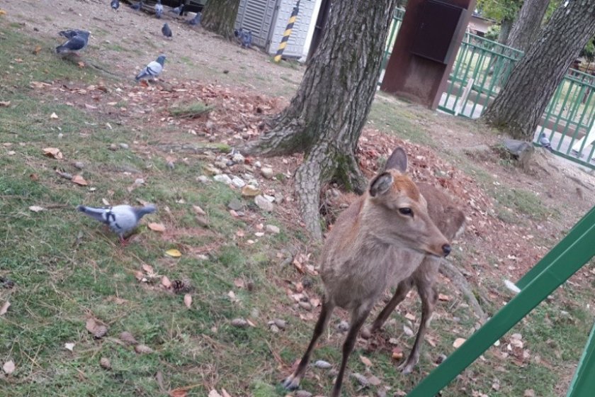 Salah satu rusa penghuni Nara Park.