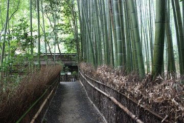 <p>The teetering bamboo forest covers the garden in green</p>