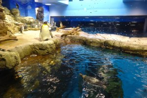 The penguin exhibit at Shimonoseki Aquarium