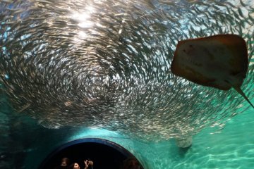 <p>A tunnel of sardines</p>