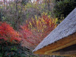 色付く紅葉を背景に佇む茅葺き屋根の家