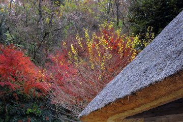 <p>Thatched roof of an old Japanese house with colored leaves in the background</p>