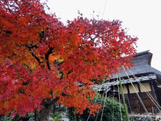 深紅に染まる日本庭園の紅葉と茅葺き屋根の家