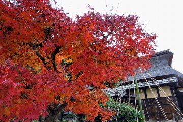 화사한 빨간 단풍잎이 일본의 옛집을 배경으로 