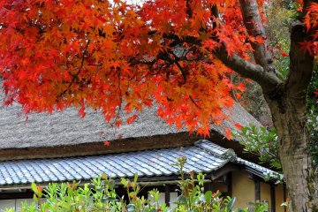 전경에 불타는 단풍나무가 있는 오래된 일본집