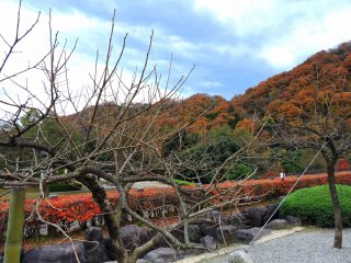 紅葉で色付く山並みと日本庭園の裸木