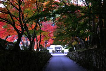 Beautiful autumn leaves along Koto Slope. In spring, cherry blossoms, Japanese roses and azaleas will decorate the slope.