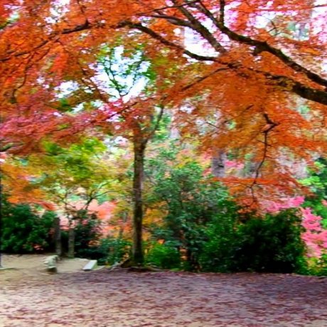 Công viên Momijidani ở Miyajima 