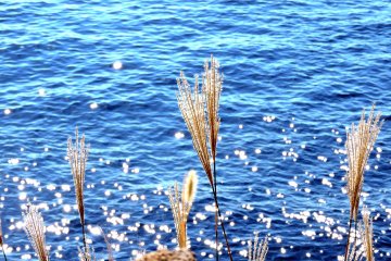<p>Shining silver grass on Echizen Beach</p>