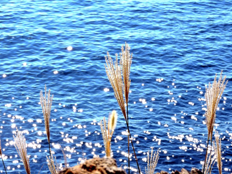 <p>Shining silver grass on Echizen Beach</p>
