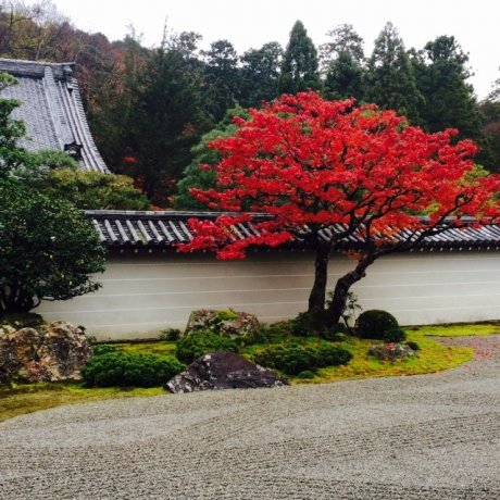 Musim Gugur di Kyoto