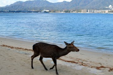 <p>A wild deer is walking on the beach. They are part of the Miyajima scenery</p>