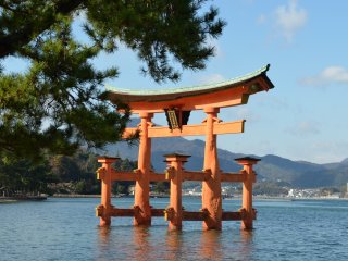 The big gate of Itsukushima shrine in the sea. The height is about 16.6 meters and weight about 60 tons according to a guide book. This is one of the highlights of MiyajimaIsland. Surprisingly, the gate stands under its own weight