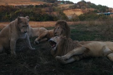 <p>The lounging white lions</p>