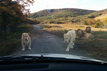 <p>The hunter becomes the hunted. The white lions are closing in on my car</p>