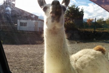 <p>Consider using the rental car service to avoid having your own car soiled by licking llamas</p>