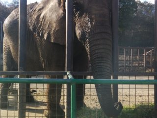 Hello Mr. Elephant
