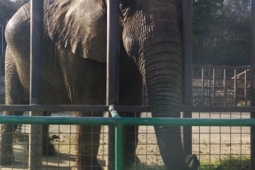 <p>Hello Mr. Elephant</p>
