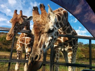 Driving in a car through the safari park gets you up close and personal!!