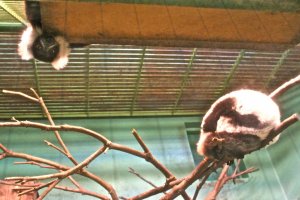 Do you see the Lemur peeking out from above? They are so curious and fun to watch as they play.