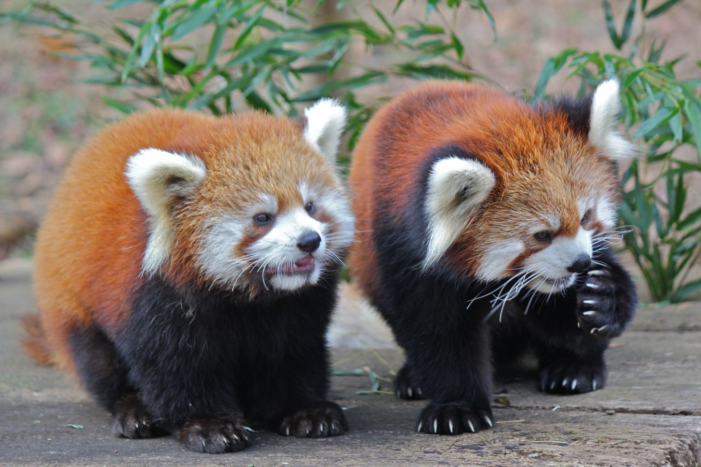 Meet two of the Red Panda's Meimei and Meita
