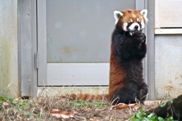 <p>Kuta sits upright as he enjoys his snack</p>