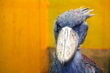 <p>Hashibirokou, the mysterious Shoe-billed Stork</p>