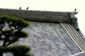 <p>Crows on the roof ridge</p>
