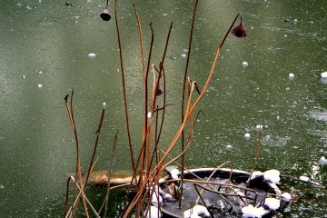 <p>Dead lotus stems in the pond</p>