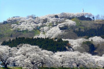<p>The view of the 1000 Cherry Trees at a Glance along Shiroishi River and the cherry blossom-laden hills in the background. It&#39;s just a short walk from JR Funaoka Station.</p>