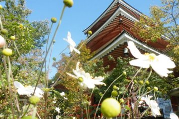 <p>A look at the pagoda through some flowers.</p>