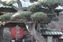 鎌倉長谷寺の１月
