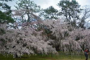 Sakura trees at the Imperial Palace in Kyoto.