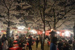 Suasana Hirano Jinja pada malam hari selama puncak mekarnya bunga sakura
