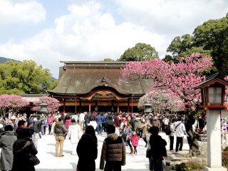 Plum blossoms outside the main hall of Dazaifu&nbsp;Tenmangu