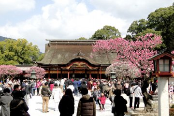 Plum Blossoms at Dazaifu