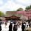 Floraison de Pruniers à Dazaifu