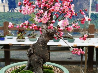 A plum tree pruned in the bonsai style