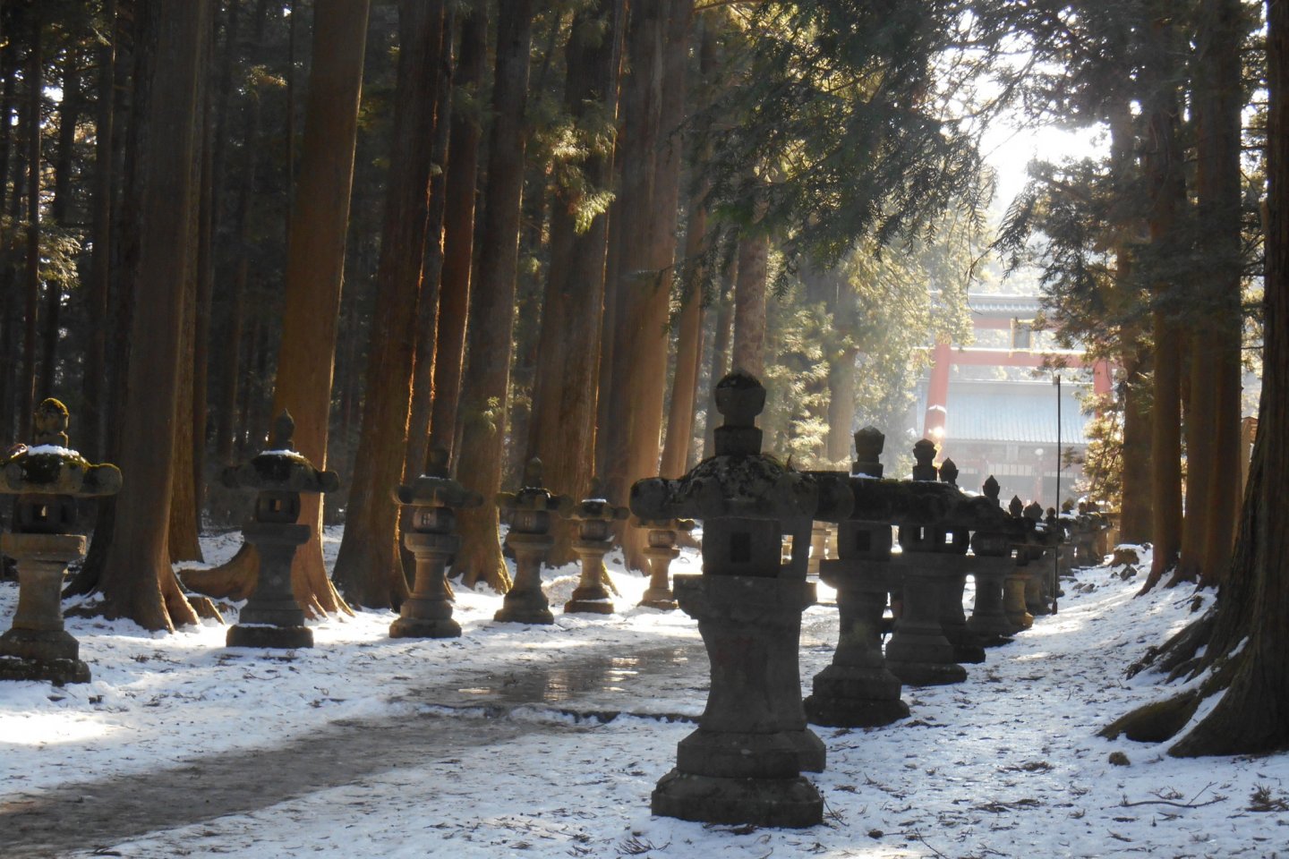 The approach to the shrine is lined with stone lanterns.