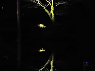 日は暮れて闇夜に池の畔の木々が湖面に映る