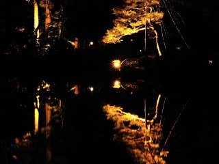 Những cái cây đắm mình trong sắc vàng ở Vườn Kenrokuen