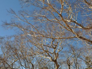 Silvery bark against an azure sky
