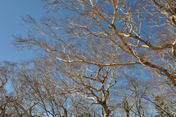 Silvery bark against an azure sky