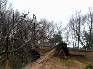 Wet tree branches with a thatched-roof house in the background