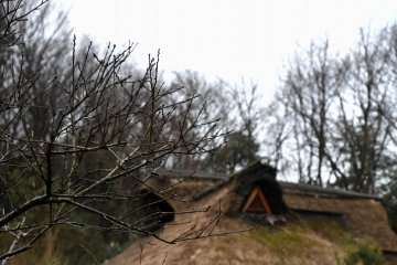 배경에 초가 지붕 집이 있는 젖은 나뭇 가지